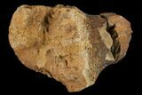 Unidentified Dinosaur Bone Section - Aguja Formation, Texas #116730-2